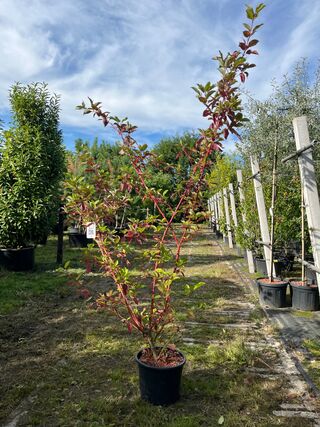 2x Witte kornoelje, Cornus ‘Sibrica’, sierheester, rode takken, ca. 17