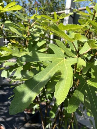 Vijgenboom, Ficus ‘Ronde De Bordeaux’, vruchtboom, vruchtdragend, ca.