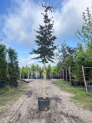 3x Rode beuk, Fagus ‘Atropunicea’, hoogstam, roodbladig, ca. 5 m hoog