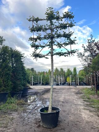 2x Winterlinde, Tilia Cordata, leiboom, ca. 200 cm stamhoogte