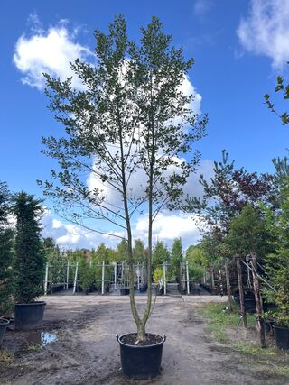 2x Zwarte els, Alnus Glutinosa, meerstammig, ca. 6 m hoog