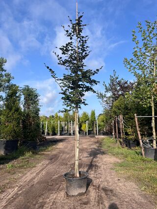 3x Rode beuk, Fagus ‘Atropunicea’, hoogstam, roodbladig, ca. 5 m hoog
