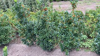 Ca. 100x Blauwe hulst, Ilex ‘Blue Maid’, haagplant, wintergroen, ca. 8