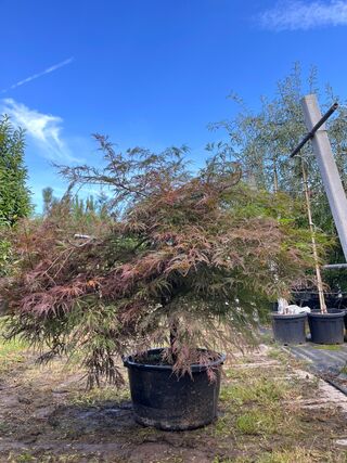 Japanse esdoorn, Acer ‘Garnet’, karakterboom, roodbladig, ca. 125-150