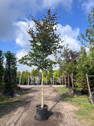 2x Rode beuk, Fagus ‘Atropunicea’, hoogstam, roodbladig, ca. 5-6 m hoo