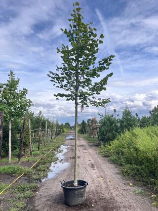 4x Koningslinde, Tilia Platyphyllos, hoogstam, ca. 5 m hoog