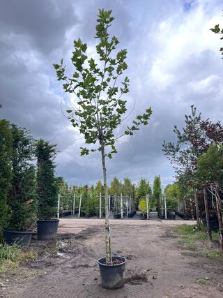 Plataan, Platanus Hispanica, hoogstam, ca. 5 m hoog