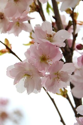 Japanse sierkers, Prunus ‘Amanogawa’, meerstammig, roze bloei, ca. 250