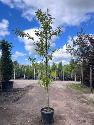 2x Laurierkers, Prunus ‘Novita’, leigeschikt, wintergroen, ca. 3 m hoo