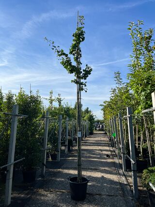 Japanse notenboom, Ginkgo Biloba, loofboom, gele herfstkleur, ca. 3-3.