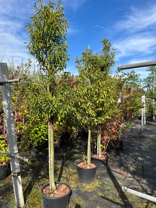 4x Portugese laurier, Prunus ‘Angustifolia’, bolvorm, wintergroen, ca.