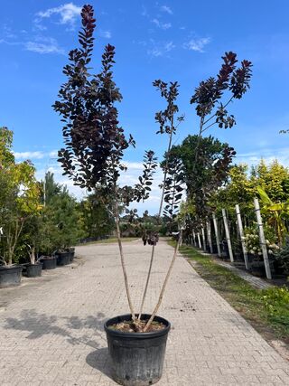 Pruikenboom, Cotinus Cog. ‘Royal Purple’, meerstammig, roodbladig, ca.