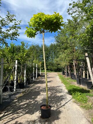 Trompetboom, Catalpa ‘Nana’, bolboom, ca. 240 cm stamhoogte