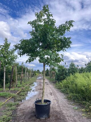 Amberboom, Liquidambar Styraciflua, dakvorm, herfstverkleuring, ca. 4-
