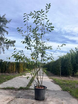 Krentenboompje, Amelanchier Lamarckii, meerstammig, witte bloesem, ca.