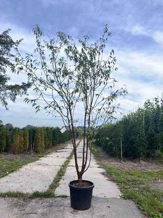 2x Tibetkers, Prunus Serrula, meerstammig, roodbruine stam, ca. 250-30