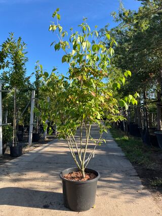 3x Japanse kornoelje, Cornus ‘China Girl’, meerstammig, witte bloei, c