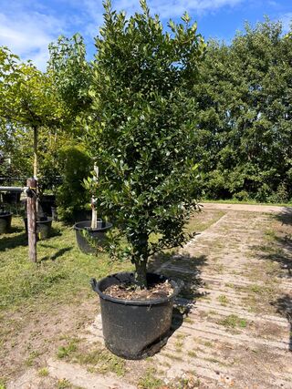 3x Hulst, Ilex ‘Limsi’, solitair, wintergroen, ca. 200-225 cm hoog