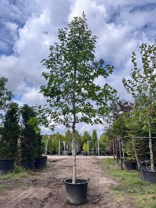 3x Amberboom, Liquidambar Styraciflua, hoogstam, herfstverkleuring, ca