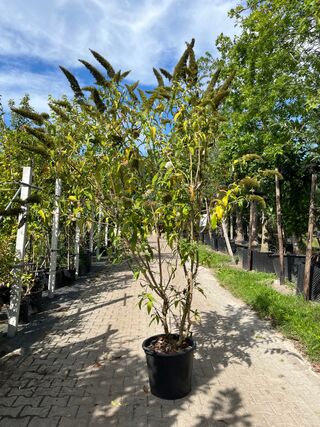 2x Vlinderstruik, Buddleja ‘Border Beauty’, sierheester, roze/paarse b