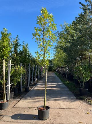 3x Laurierkers, Prunus ‘Novita’, leigeschikt, wintergroen, ca. 3-3.5 m