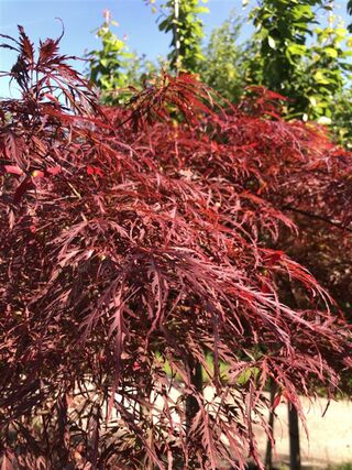 Japanse esdoorn, Acer ‘Garnet’, karakterboom, roodbladig, ca. 150-175