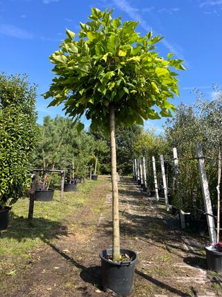 2x Trompetboom, Catalpa ‘Nana’, bolboom, ca. 200 cm stamhoogte