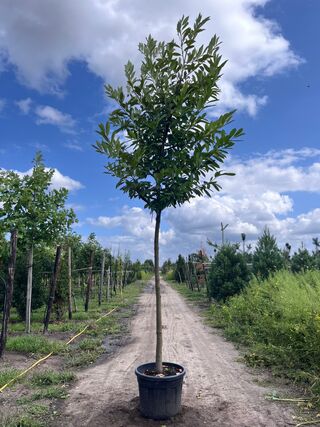 3x Laurierkers, Prunus ‘Novita’, leigeschikt, wintergroen, ca. 4 m hoo