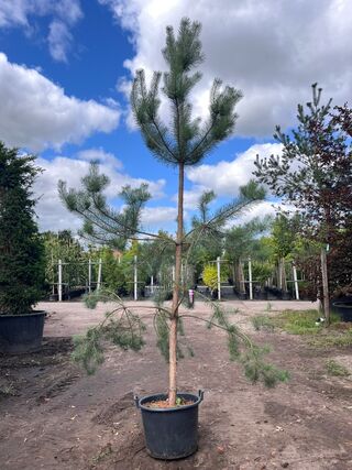 3x Grove den, Pinus Sylvestris, naaldboom, wintergroen, ca. 3 m hoog