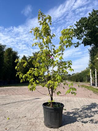 4x Sierstruik, Acer Tataricum Ginnala, E.a., sierheester, bloei/herfst