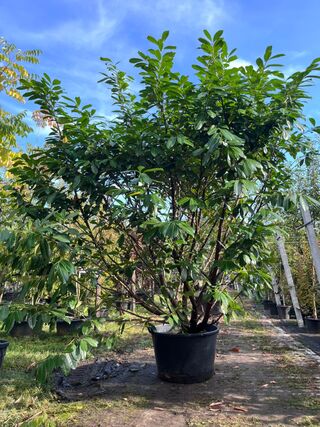 2x Laurierkers, Prunus ‘Novita’, haagplant/ meerstammig, wintergroen,