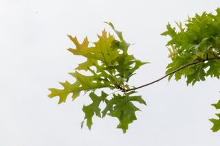 Moeraseik, Quercus Palustris, hoogstam, roodoranje herfstkleur, ca. 3-