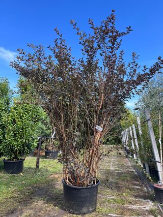 Blaasspirea, Physocarpus ‘Diabolo’, sierheester, roodbladig, ca. 250-3