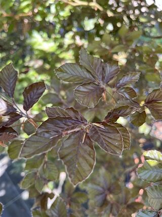 Rode beuk, Fagus ‘Atropunicea’, hoogstam, roodbladig, ca. 5-6 m hoog