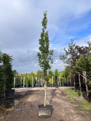 3x Moeraseik, Quercus Green Pillar, zuilboom, ca. 5 m hoog