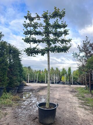 2x Winterlinde, Tilia Cordata, leiboom, ca. 200 cm stamhoogte