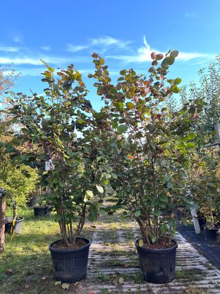 2x Rode hazelaar, Corylus ‘Purpurea’, sierheester, roodbladig, ca. 200