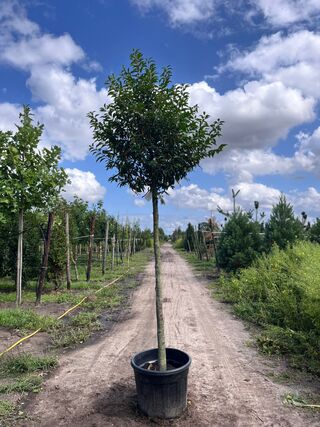 2x Portugese laurier, Prunus ‘Angustifolia’, leigeschikt, wintergroen,