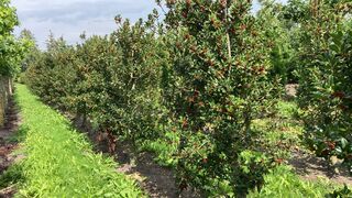 Ca. 50x Hulst, Ilex ‘Limsi’, haagplant/solitair, wintergroen, ca. 200-