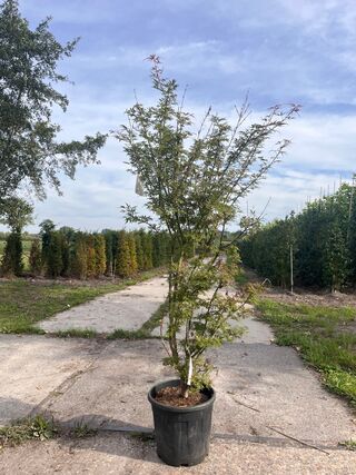 4x Japanse esdoorn, Acer Pal  ‘Jerre Schwartz’, sierheester, rode herf