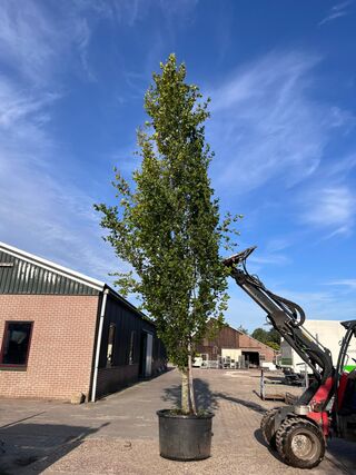 Zuilbeuk, Fagus ‘Dawyck ‘, zuilvorm, ca. 6-7 m hoog