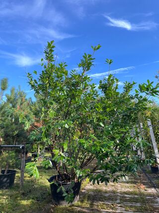 Laurierkers, Prunus ‘Novita’, haagplant, wintergroen, ca. 250-300 cm h