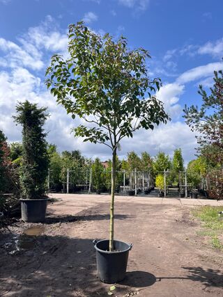 Pindakaasboom, Clerodendrum ‘Purple Blaze’, bloesemboom, witte/rode bl