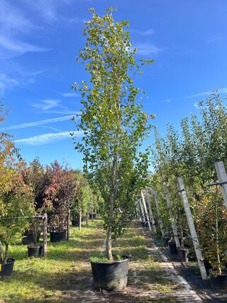 2x Beuk, Fagus ‘Dawyck ‘, zuilvorm, ca. 500-550 cm hoog