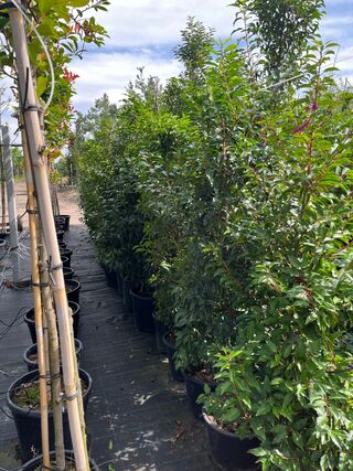 Ca. 25x Portugese laurier, Prunus Lusitanica, haagplant, wintergroen,
