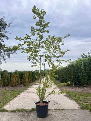 2x Rode esdoorn, Acer Rubrum, meerstammig, ca. 200-250 cm hoog