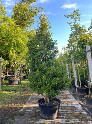 4x Portugese laurier, Prunus ‘Angustifolia’, haagplant, wintergroen, c
