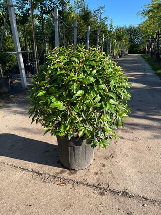 5x Portugese laurier, Prunus ‘Angustifolia’, bolvorm, wintergroen, ca.