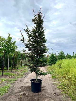 4x Rode beuk, Fagus ‘Atropunicea’, geveerd, roodbladig, ca. 4-5 m hoog