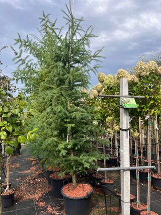 4x Hybride lork, Larix Marschlinsii, zuilvorm, ca. 2.5-3 m hoog